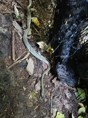 Boiga cyanea