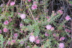 Diastella divaricata divaricata