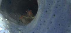 Thaumastocaris streptopus