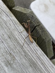 Stagmomantis carolina