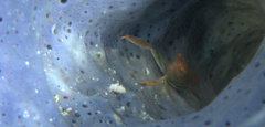 Thaumastocaris streptopus