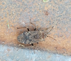 Rhyparothesus atomarius