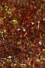Stylidium inundatum
