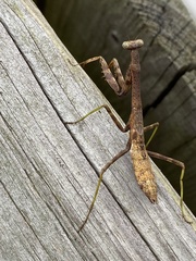 Stagmomantis carolina