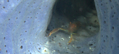 Thaumastocaris streptopus