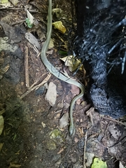 Boiga cyanea