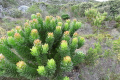 Mimetes fimbriifolius