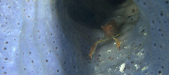 Thaumastocaris streptopus