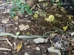 Boiga cyanea