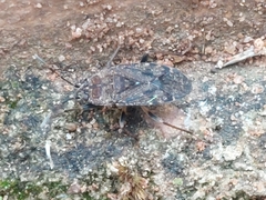 Rhyparothesus atomarius