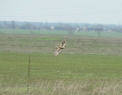 Lymnocryptes minimus