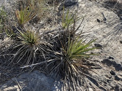Yucca reverchonii