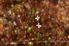 Stylidium inundatum