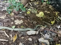 Boiga cyanea