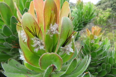 Mimetes fimbriifolius