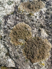 Xanthoparmelia pulla