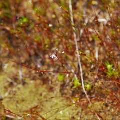 Utricularia tenella