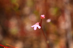 Utricularia tenella