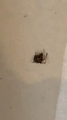 Parasteatoda tepidariorum