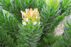 Mimetes fimbriifolius