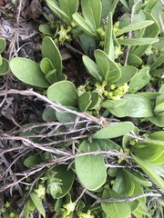 Vangueria pygmaea