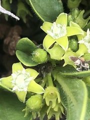 Vangueria pygmaea
