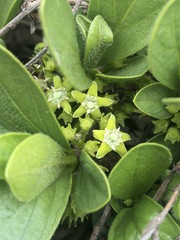 Vangueria pygmaea