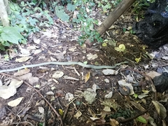 Boiga cyanea