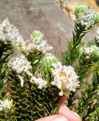 Phylica callosa