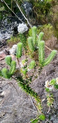 Phylica callosa
