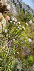 Phylica callosa