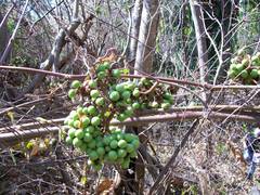 Ampelocissus acapulcensis