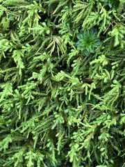 Pseudanomodon attenuatus