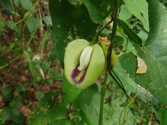 Centrosema sagittatum