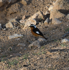Phoenicurus moussieri