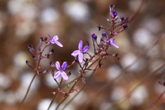 Stylidium purpureum