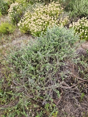 Helichrysum cymosum