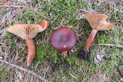 Lactarius badiosanguineus