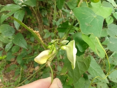 Centrosema sagittatum