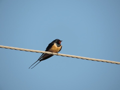Hirundo rustica