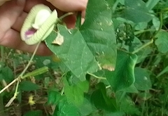 Centrosema sagittatum