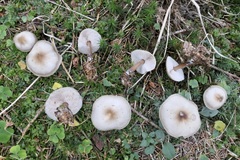 Rhodocollybia asema