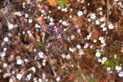 Stylidium purpureum