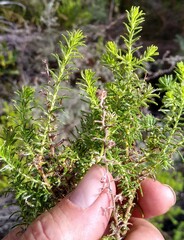 Myrovernix glandulosus