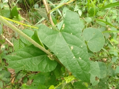 Centrosema sagittatum