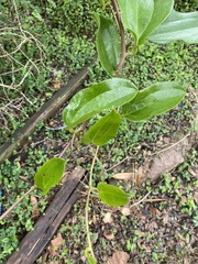 Smilax anceps