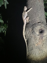 Chlamydosaurus kingii