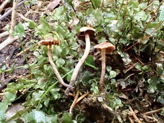 Cortinarius acutus