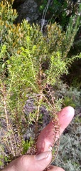 Myrovernix glandulosus