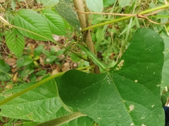 Centrosema sagittatum